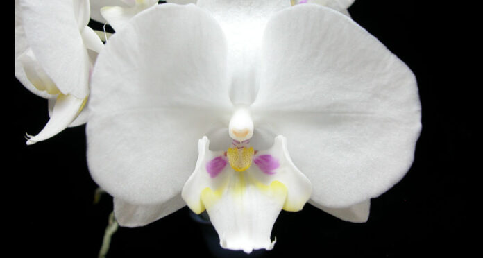 wt_orchid_free