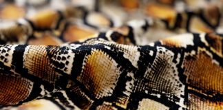 Essential Guide to Must-Have Snakeskin Accessories